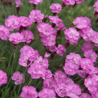 DIANTHUS TINY RUBIES 6841 Artistic Landscaping Inc.